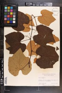 Vitis labrusca image