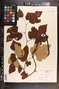 Vitis labrusca image