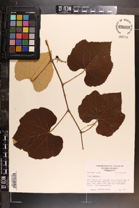 Vitis labrusca image