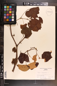 Vitis labrusca image