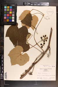 Vitis labrusca image