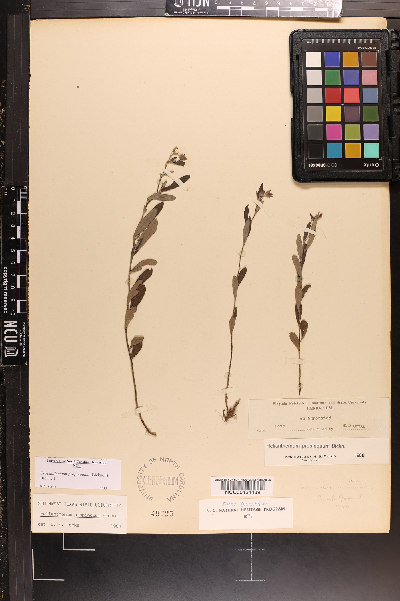 Crocanthemum propinquum image
