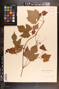 Vitis palmata image