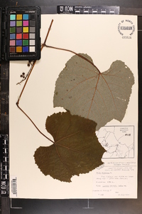 Vitis labrusca image