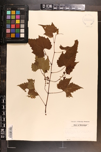 Vitis palmata image