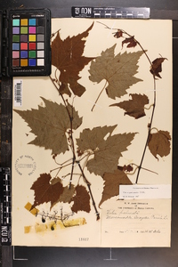 Vitis palmata image