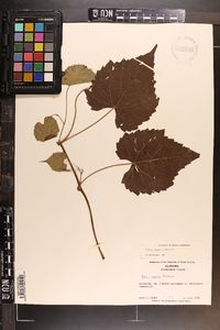 Vitis riparia image