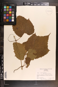 Vitis riparia image