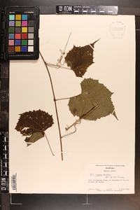 Vitis riparia image