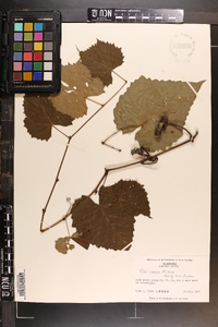 Vitis riparia image