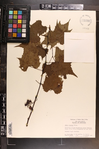 Vitis riparia image