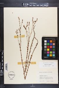 Hypericum setosum image