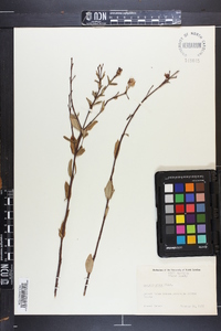Hypericum stans image