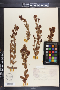 Hypericum stans image