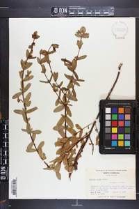 Hypericum stans image