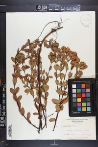 Hypericum stans image