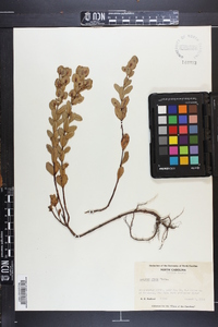 Hypericum stans image