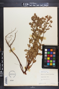 Hypericum stans image