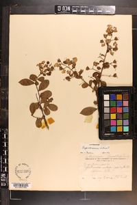 Lagerstroemia indica image