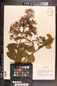 Lagerstroemia indica image