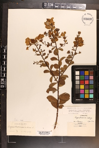 Lagerstroemia indica image