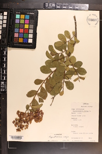 Lagerstroemia indica image