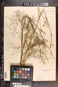 Foeniculum vulgare image