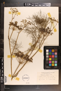 Foeniculum vulgare image