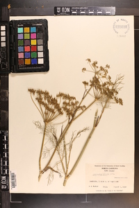 Foeniculum vulgare image