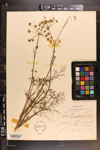 Foeniculum vulgare image