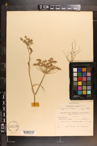 Foeniculum vulgare image