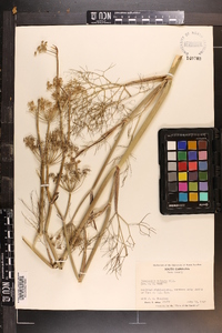 Foeniculum vulgare image