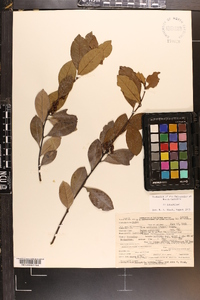 Ilex coriacea image