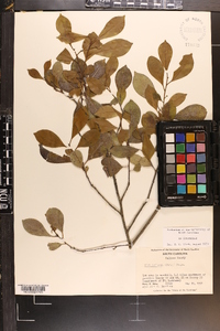 Ilex coriacea image