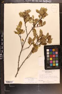 Ilex coriacea image