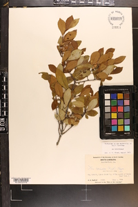 Ilex coriacea image