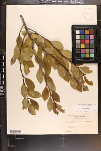 Ilex coriacea image