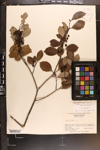 Ilex coriacea image