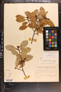 Ilex coriacea image