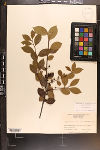 Ilex coriacea image