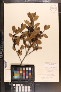 Ilex coriacea image