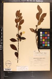 Ilex coriacea image