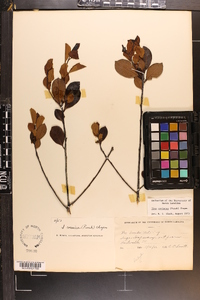 Ilex coriacea image