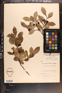 Ilex coriacea image