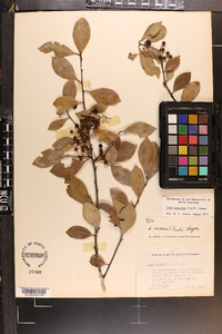 Ilex coriacea image