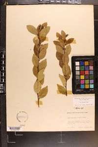 Ilex coriacea image