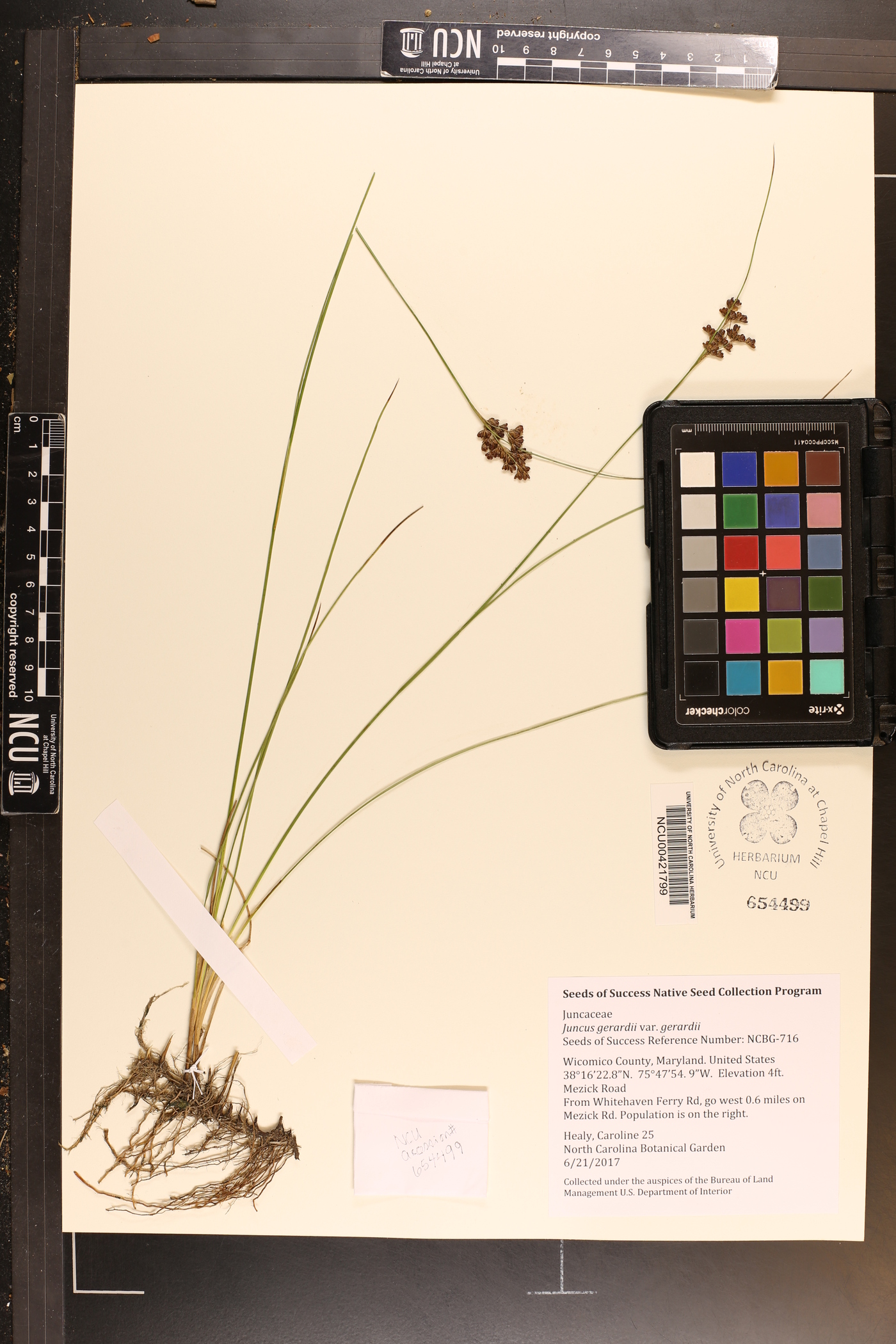 Juncus gerardii var. gerardii image