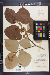 Tilia heterophylla image