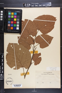 Tilia heterophylla image