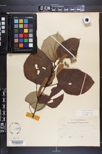 Tilia heterophylla image